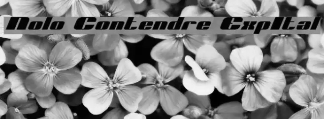 Nolo Contendre ExpItal フォント examples