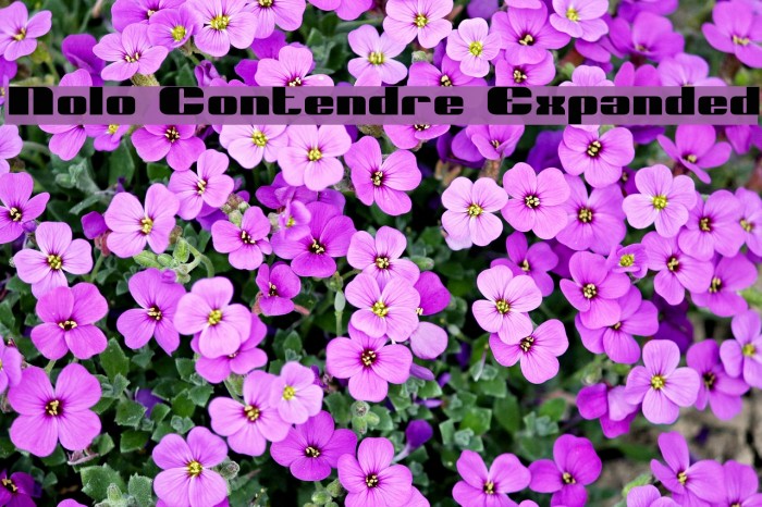 Nolo Contendre Expanded Font examples