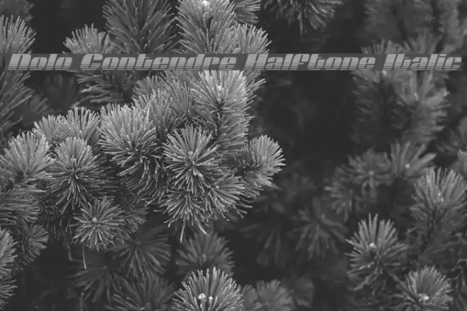 Nolo Contendre Halftone Italic Example 2