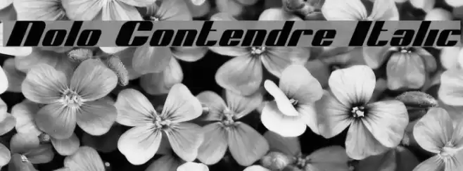 Nolo Contendre Italic Font examples