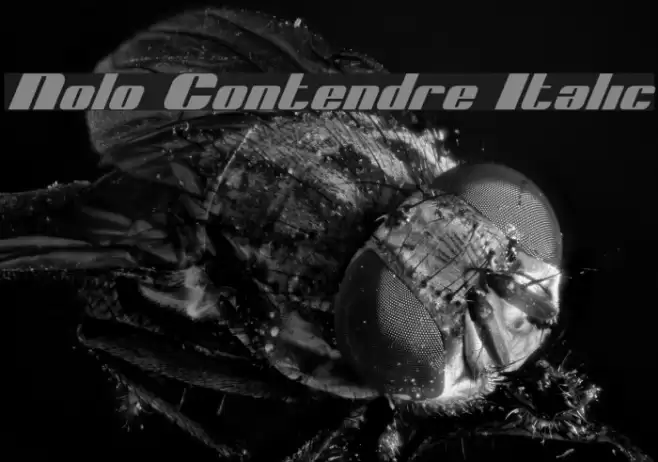 Nolo Contendre Italic Font examples