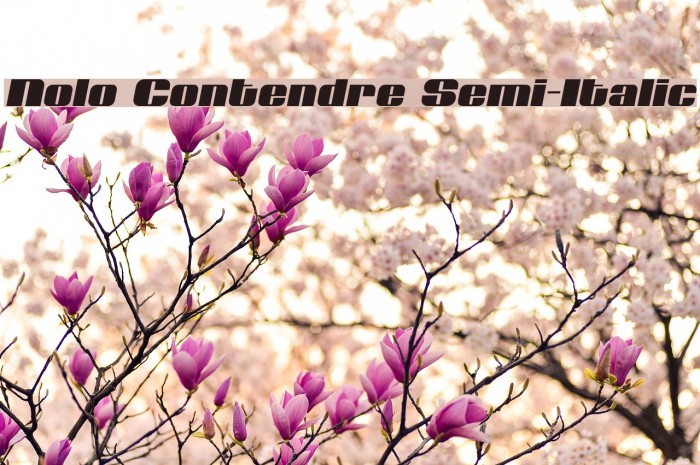 Nolo Contendre Semi-Italic Font examples