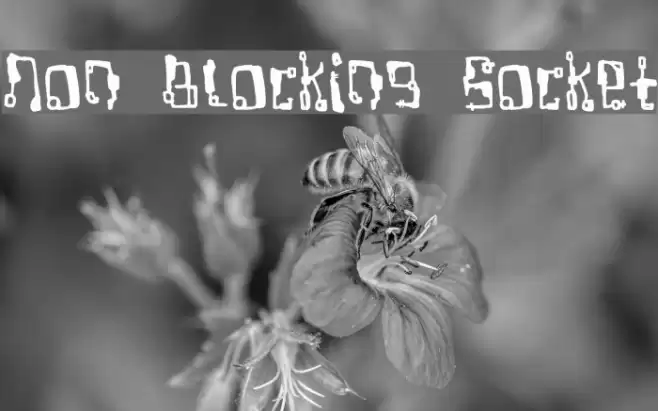 Non Blocking Socket フォント examples