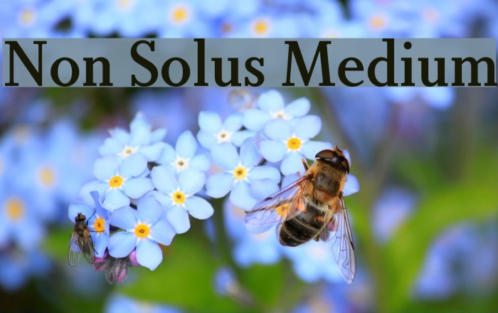 Non Solus Medium Font examples