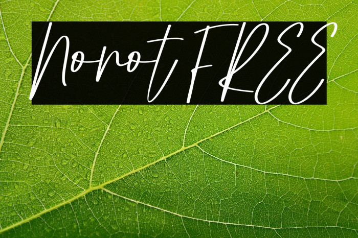 Nonot FREE Example 3