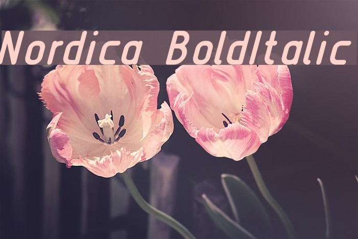 Nordica BoldItalic Font examples