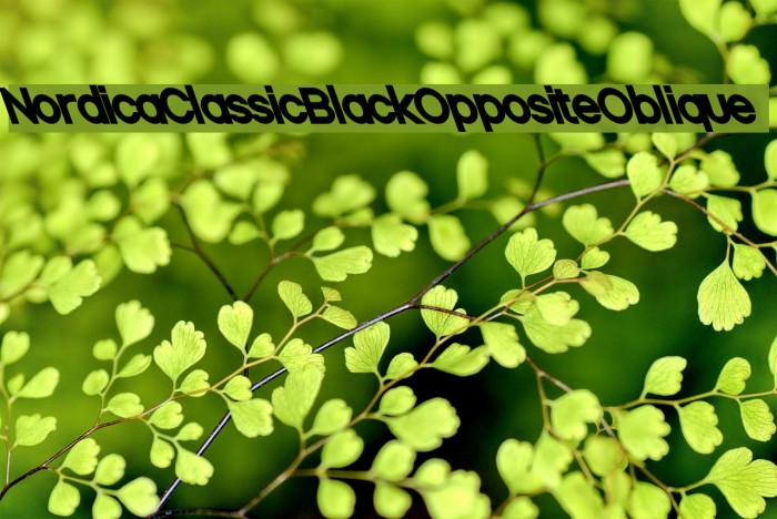 Nordica Classic Black Opposite Oblique Font examples