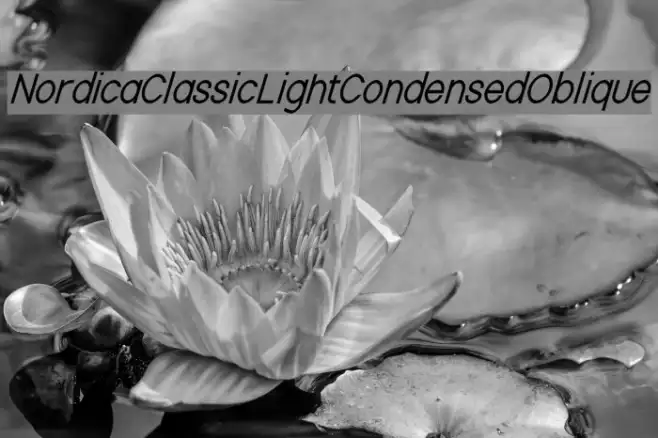 Nordica Classic Light Condensed Oblique Example 1