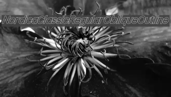 Nordica Classic Regular Oblique Outline  examples