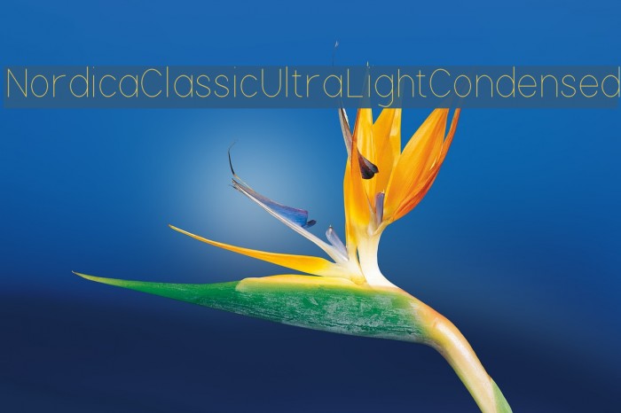Nordica Classic Ultra Light Condensed Font examples