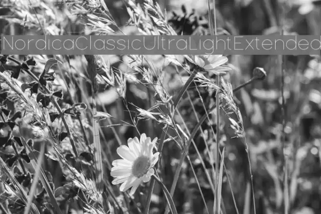 Nordica Classic Ultra Light Extended Font examples