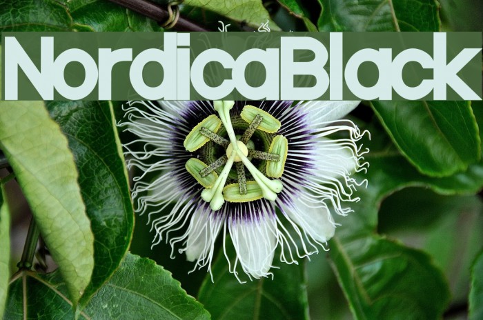 NordicaBlack फ़ॉन्ट examples