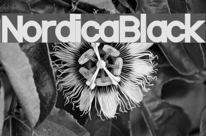 NordicaBlack Example 2