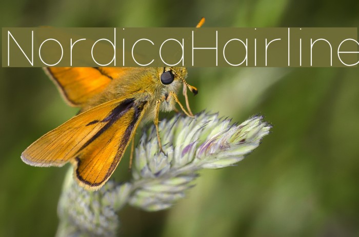 NordicaHairline Font examples