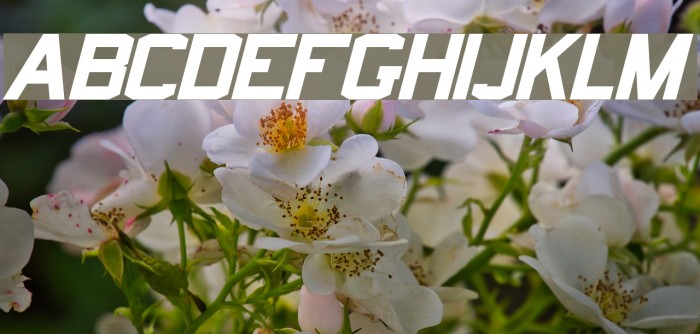 Norfolk Bold Italic Font examples