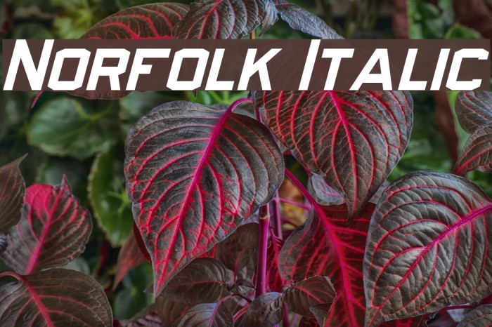Norfolk Italic Font examples