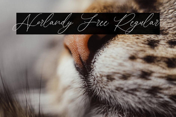 Norlandy Free Regular Example 1