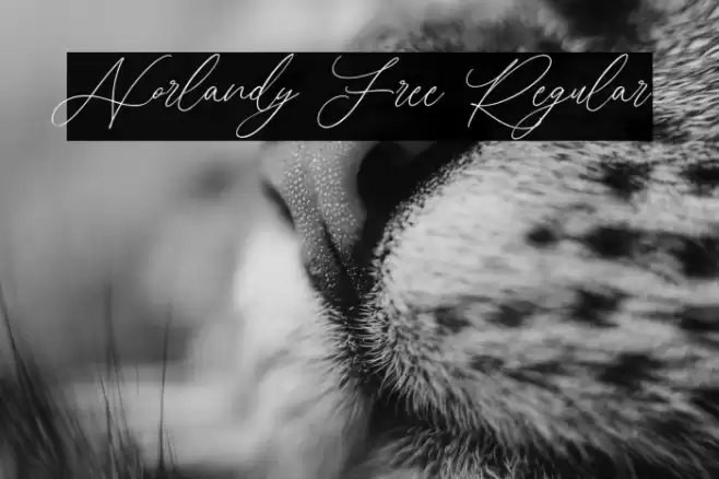 Norlandy Free Regular Шрифта examples