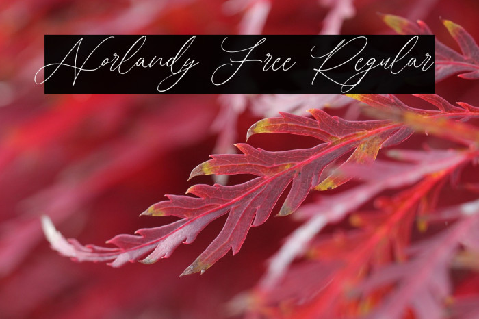 Norlandy Free Regular Example 3