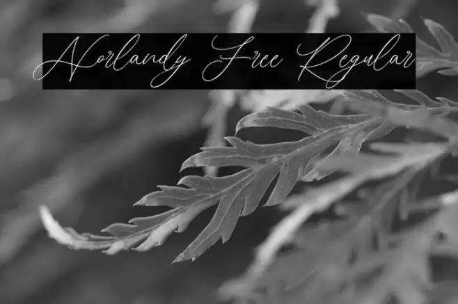 Norlandy Free Regular Шрифта examples
