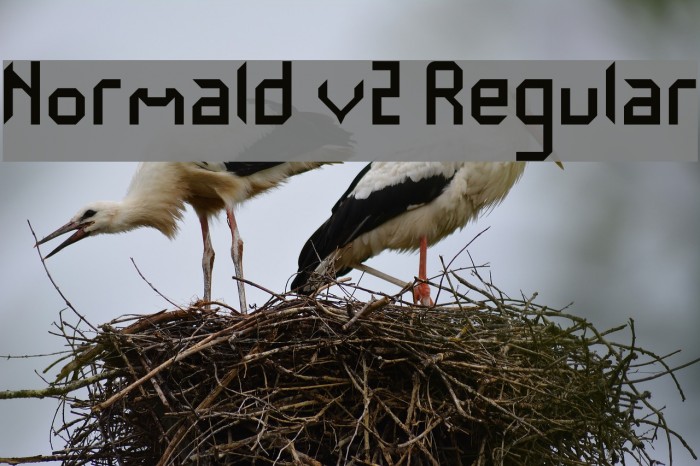 Normald v2 Regular Font examples