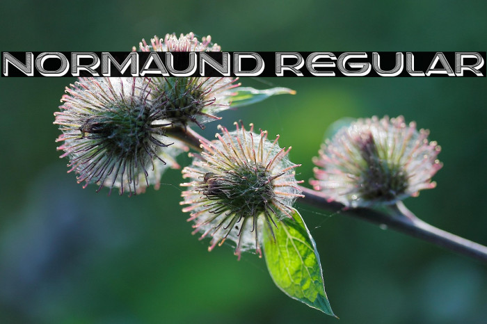 Normaund Regular Example 2