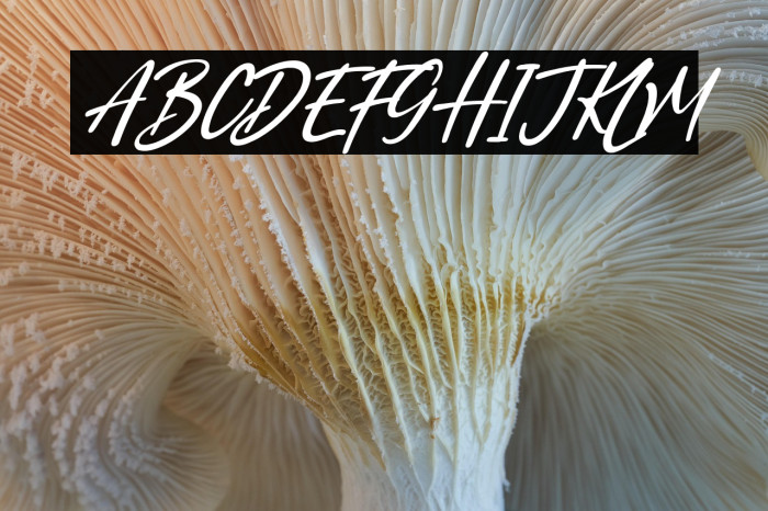 North Coast Italic Example 2