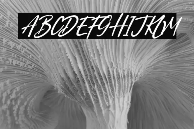 North Coast Italic Font examples