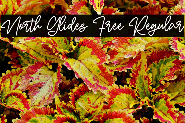 North Glides Free Regular Example 3