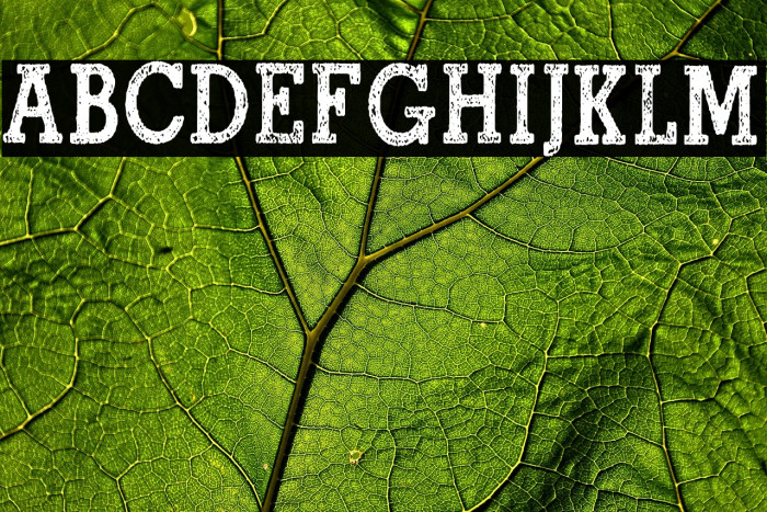 North Shore Personal Use Regular Example 3