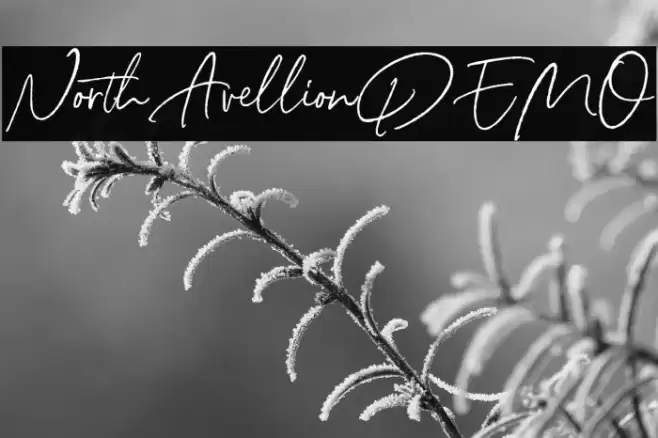 NorthAvellionDEMO Font examples