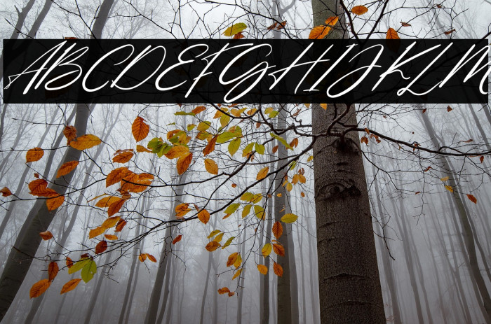 NorthernForestFREE Example 1