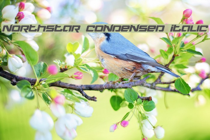 Northstar Condensed Italic Example 2