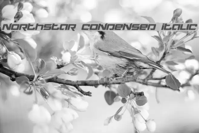 Northstar Condensed Italic Font examples