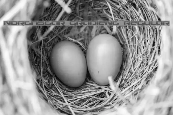 Northstar Gradient Regular Font examples