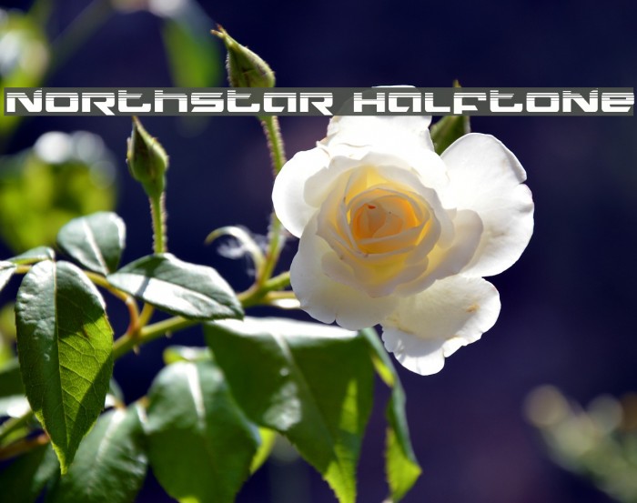 Northstar Halftone Example 3