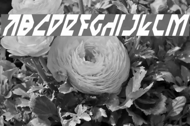 Nostromo Condensed Italic Font examples