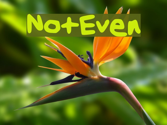NotEven Font examples