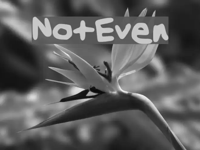 NotEven خط examples