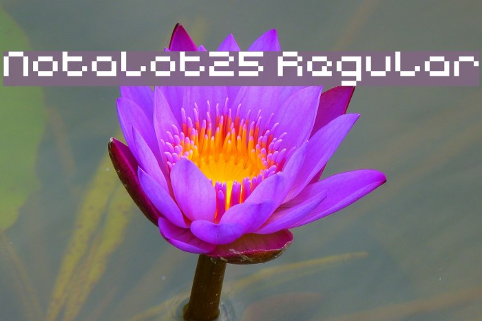 Notalot25 Regular Example 1