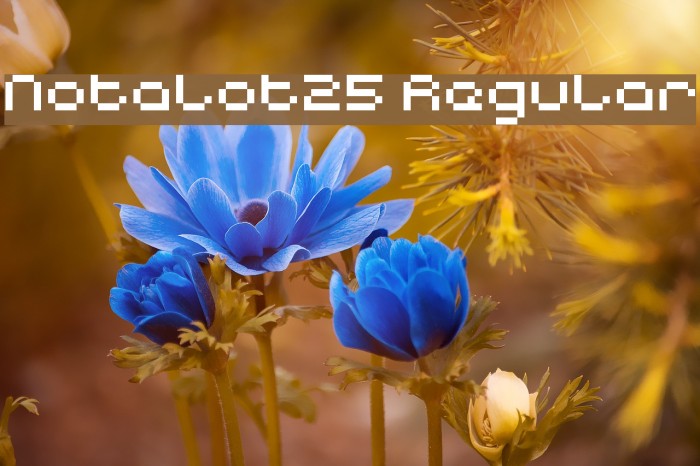 Notalot25 Regular Example 3