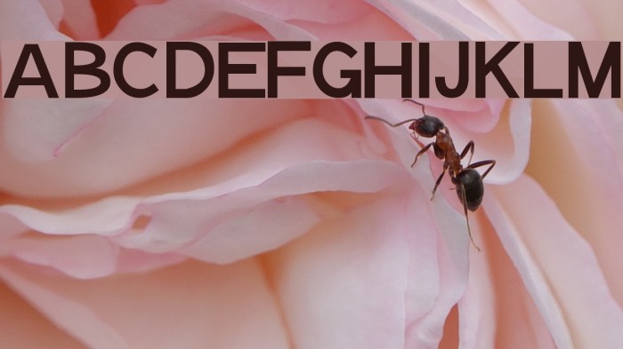 Notation JL Font examples