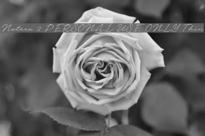 Notera 2 PERSONAL USE ONLY Thin Font examples