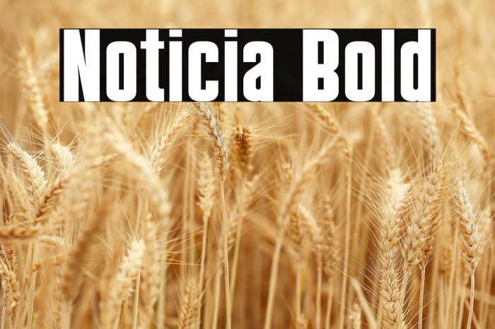 Noticia Bold Example 1