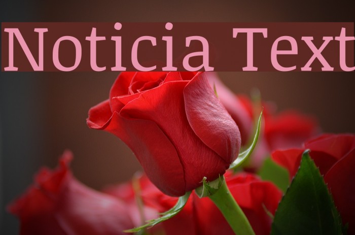Noticia Text Font examples