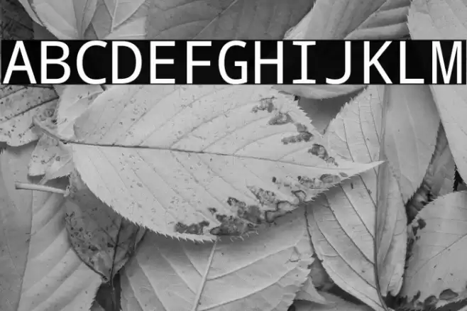 Noto Mono Font examples