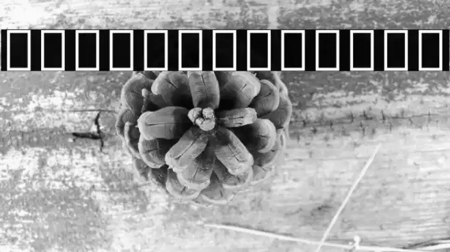 Noto Sans Armenian SemiCondensed Medium Font examples