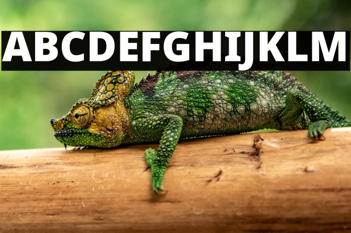 Noto Sans Black Example 1