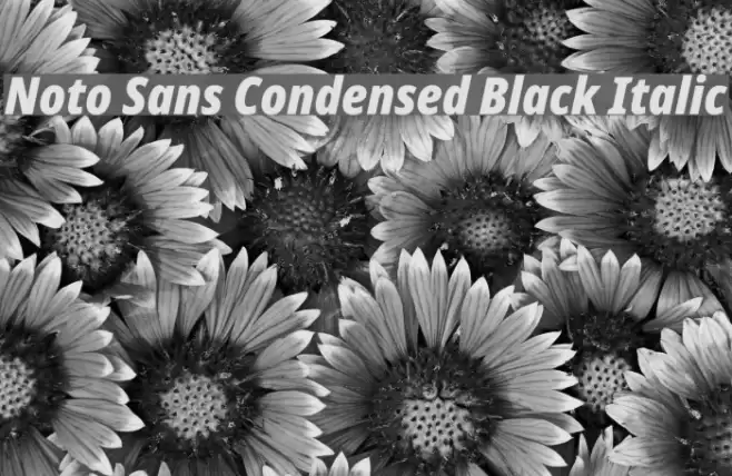 Noto Sans Condensed Black Italic Font examples