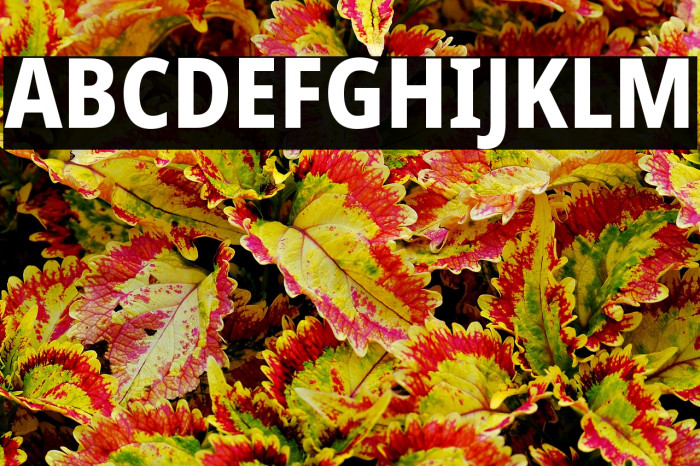 Noto Sans Condensed ExtraBold Example 2